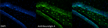 Neuroligin 4 Antibody (APC)