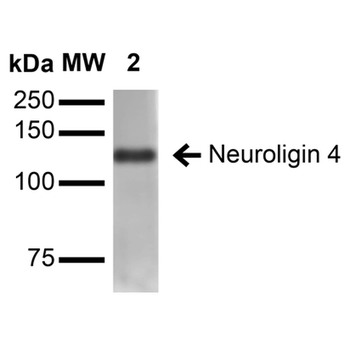 Neuroligin 4 Antibody (HRP)