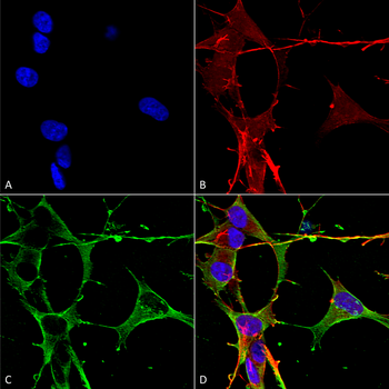 Neuroligin 3 Antibody (APC)