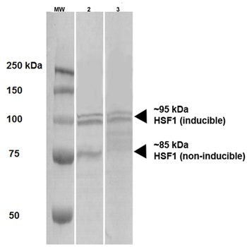 HSF1 Antibody: Biotin
