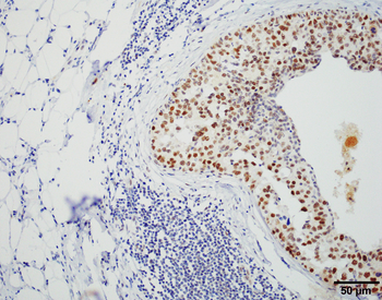 HSF1 Antibody: PerCP