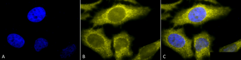 TCP1 alpha Antibody (APC)