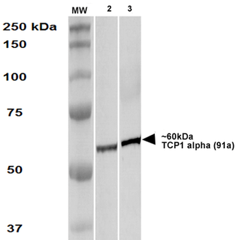 TCP1 alpha Antibody (APC)