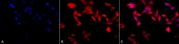TCP1 alpha Antibody (APC)