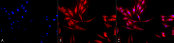 HSP40 Antibody: APC