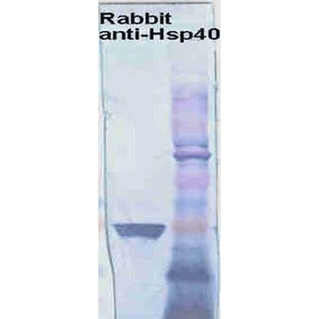HSP40 Antibody: FITC