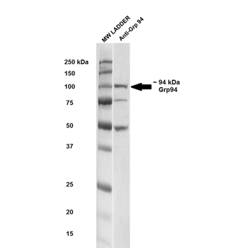GRP94 Antibody (FITC)