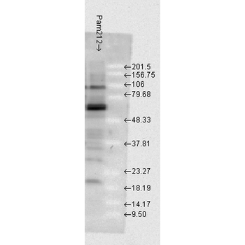 HSP70 Antibody: APC