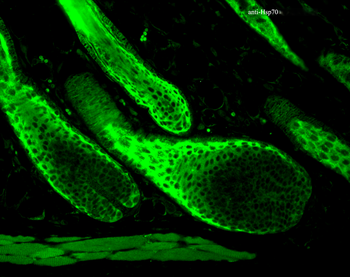 HSP70 Antibody: Biotin