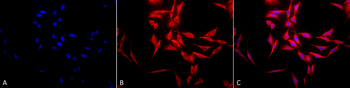 HSP70 Antibody: PerCP