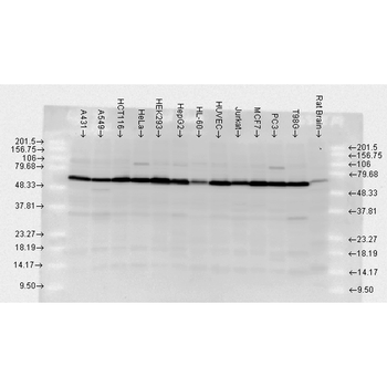 HSP70 Antibody: RPE