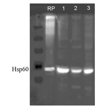 HSP60 Antibody: FITC