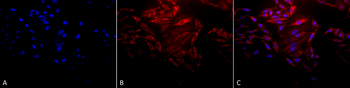 HSP60 Antibody: HRP