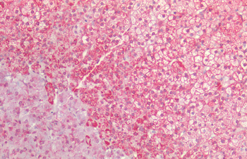 HSP60 Antibody: PerCP