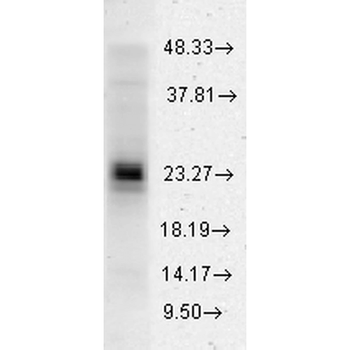 HSP27 Antibody: HRP