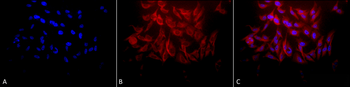 HSP27 Antibody: PerCP