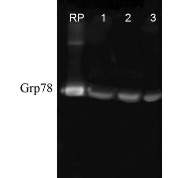 GRP78 Antibody: PerCP