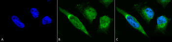 GRP78 Antibody: RPE