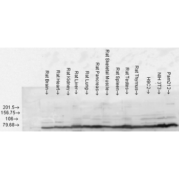 GRP78 Antibody: RPE