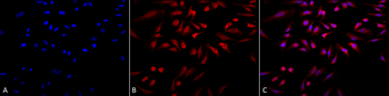 GRP78 Antibody: RPE