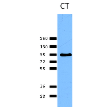 Calnexin-CT Antibody (Biotin)