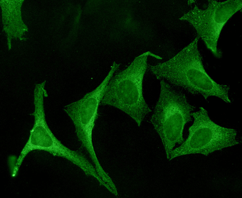 Calnexin-CT Antibody (FITC)