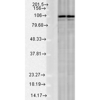 Calnexin-CT Antibody (RPE)