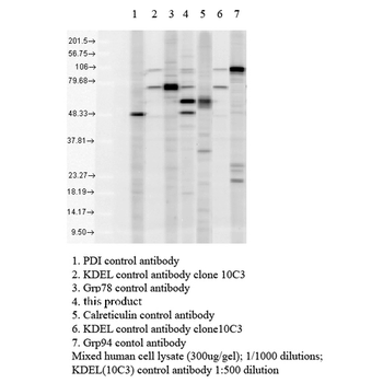 KDEL Antibody (PerCP)