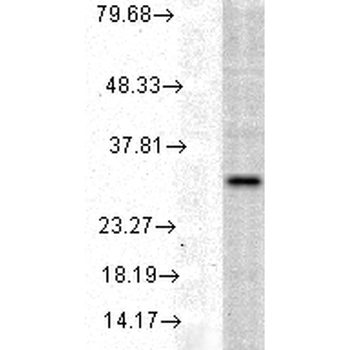 HO-1 Antibody (HRP)