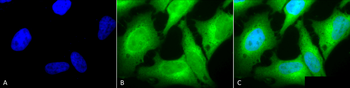 HO-1 Antibody (RPE)