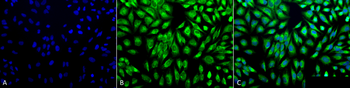 PDI Antibody (Biotin)