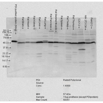PDI Antibody (HRP)
