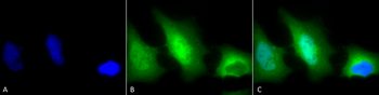 SOD1 (Cu/Zn) Antibody (APC)