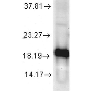 SOD1 (Cu/Zn) Antibody (FITC)
