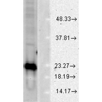 SOD1 (Cu/Zn) Antibody (Biotin)