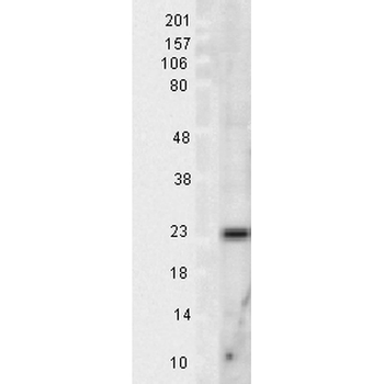 SOD2 (Mn) Antibody (APC)