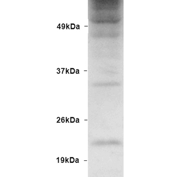 Ubiquitin Antibody (FITC)