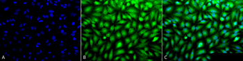 Erk1/2 Antibody: Biotin