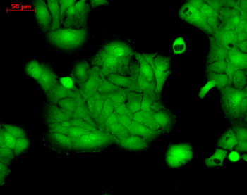 Erk1/2 Antibody: FITC