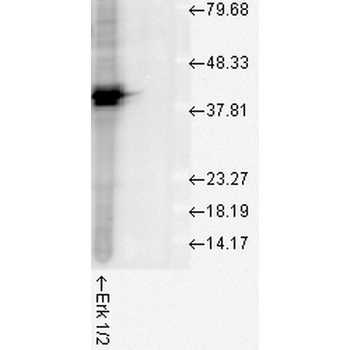 Erk1/2 Antibody: HRP