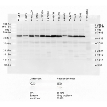 Calreticulin Antibody (FITC)