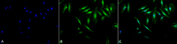 Alpha B Crystallin Antibody: APC