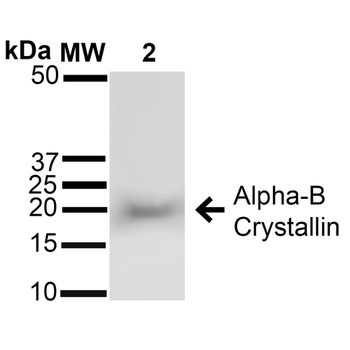Alpha B Crystallin Antibody: APC