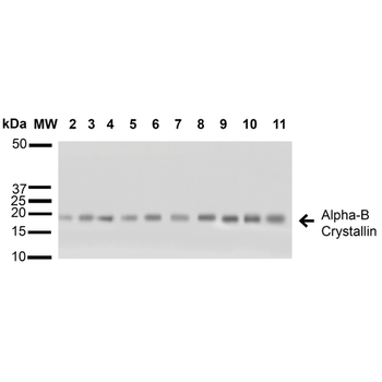 Alpha B Crystallin Antibody: Biotin