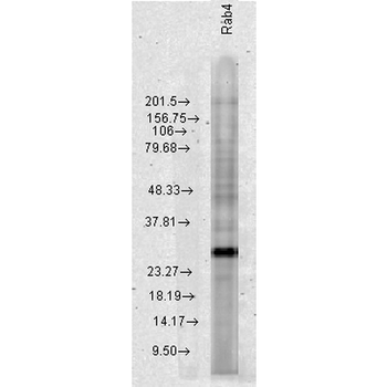 Rab4 Antibody (PerCP)