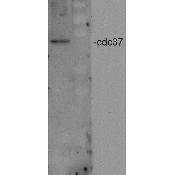 CDC37 Antibody (APC)