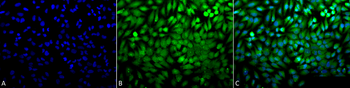 p38 Antibody (Biotin)