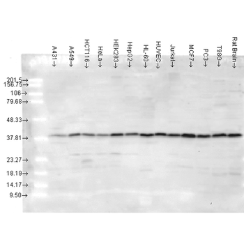 p38 Antibody (RPE)