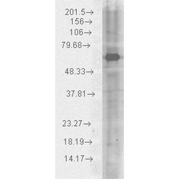 HSP70 Antibody (HRP)