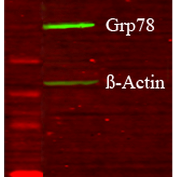 GRP78 (Bip) Antibody: PerCP